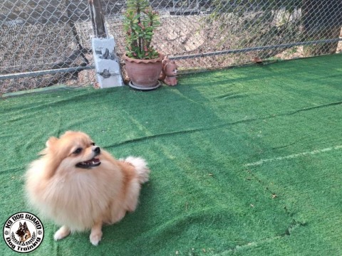 ศูนย์ฝึกและดูแลสุนัขมืออาชีพ